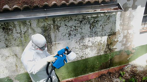 Trusted Mold Remediation service in Peoria, AZ - Cheap Mold Removal